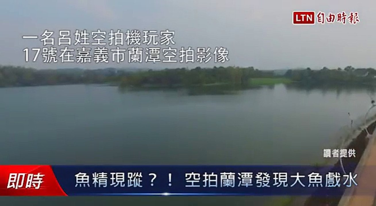 魚精現蹤？！ 空拍蘭潭發現大魚戲水