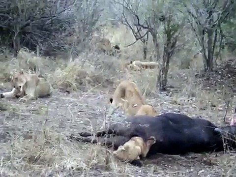Ce bébé lion trop gourmand s'est coincé la tête... Dans l'arrière train d'un buffle