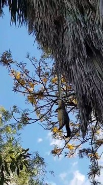 Ce python est n'arrive pas à remonter sa proie, un gros opossum... Quelle galère