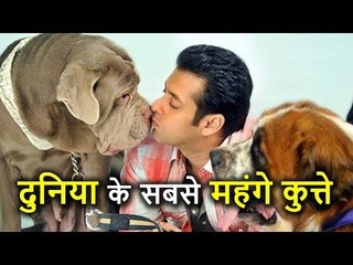 Salman Khan के पास हैं दुनिया के सबसे महंगे Dogs, इनपर खर्च करते हैं लाखों रुपए