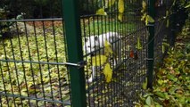 Chipper, le petit singe namurois dans un refuge du Limbourg