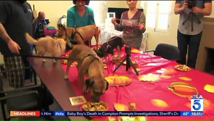 Shelter Dogs Treated to Special Thanksgiving Meal