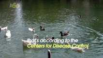 CDC Experts Warn Against Touching Ducks, Geese and Chickens