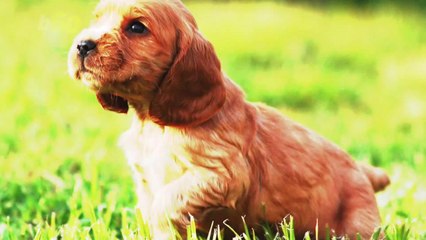 Puppy Pics Could Be The Key To Rekindling That Marital Flame