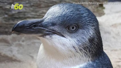 This Aquarium Just Shamed Adorable ‘Naughty’ Penguin