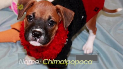 Don't Use Your Pet's Name as Your Password Unless It's Complicated