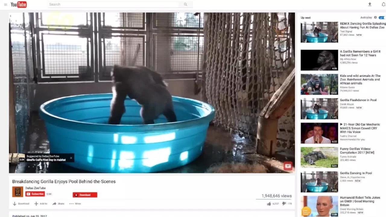 Gorilla Dancing in Kiddie Pool Takes the Intern...