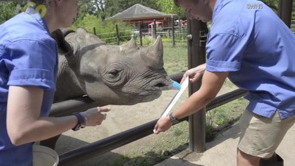 Endangered Rhino Raises Money By Painting Abstract Art
