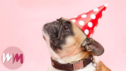 Top 10 Signs You're a Crazy Dog Person