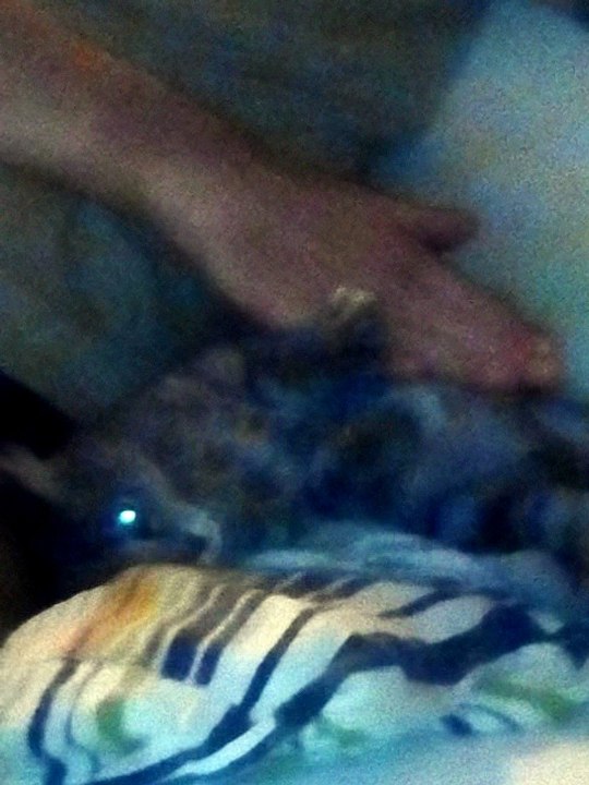 Sauvetage chatons Novembre 2017