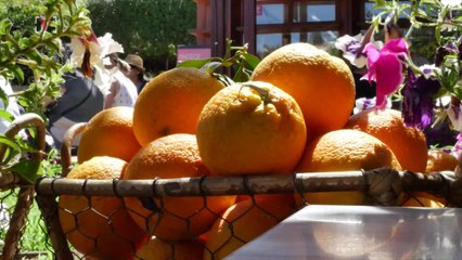 An Orange A Day Can Reduce Your Risk For Dementia By A Lot