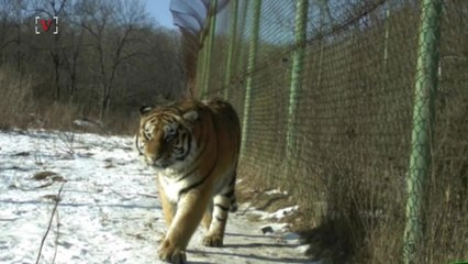 Photo Of Cub Give Scientists Hope For Survival Of Incredibly Rare Tiger