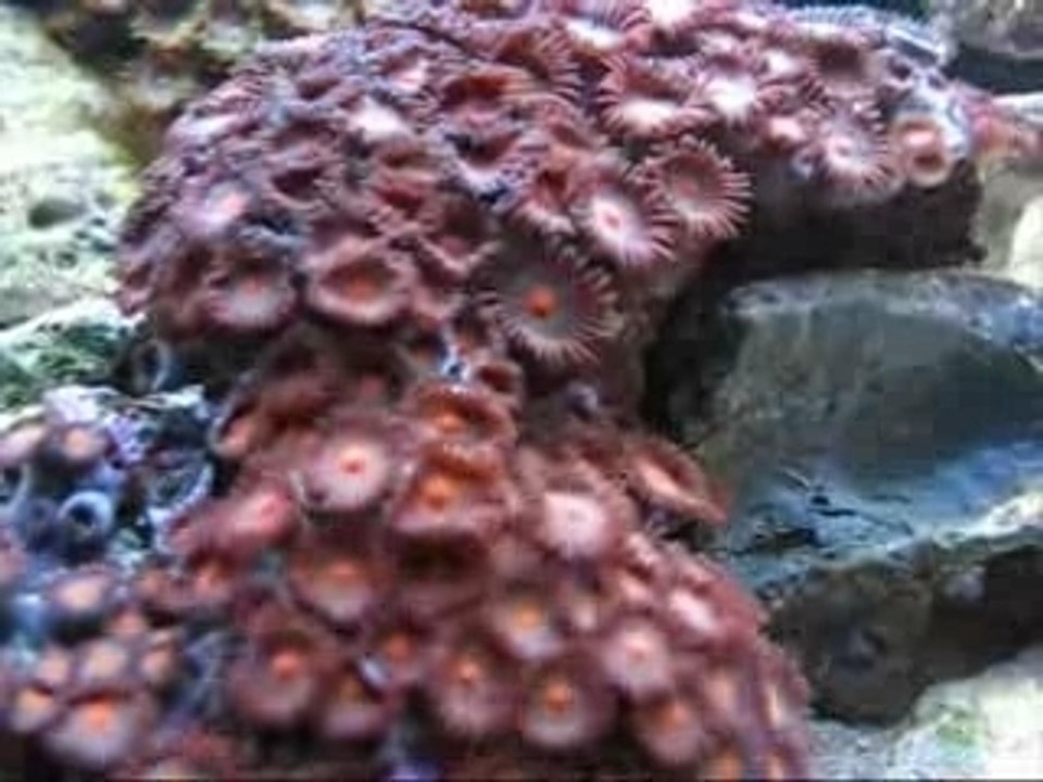 Videocoraux1