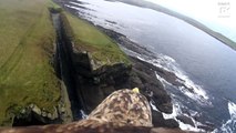 Now that’s a bird’s eye view! Sea eagle’s headcam captures stunning view as it swoops across Orkney cliffs  
