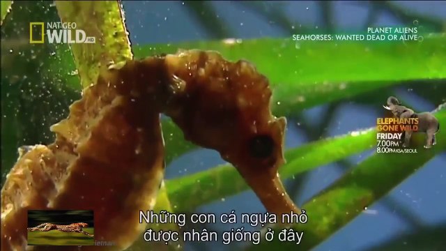 Khám phá loài Cá Ngựa Động Vật Hoang Dã | Thuyết Minh