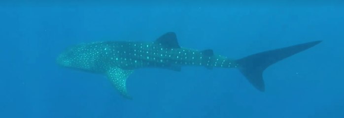 Whale Shark Casually Swims Past Queensland Park Ranger