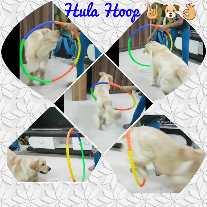My dog Champ showing off his Hula Hooping skills