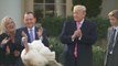 Trump cumple con la tradición del indulto al pavo antes de Acción de Gracias