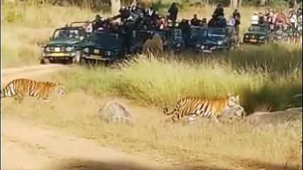 Tigress Neelam And Her Cubs Spotted Taking A Stroll At Kanha National Park