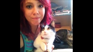 Funny Cat Videos - Cat Vines Compilation