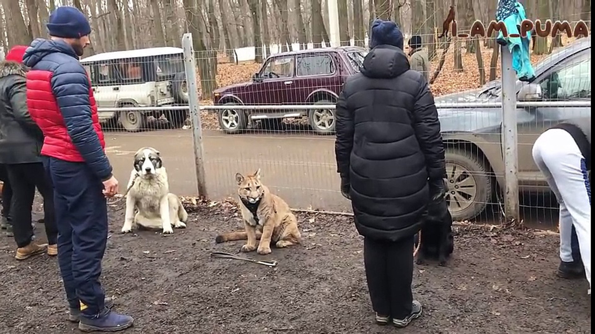 Messi the puma at dog training school in Penza, Russia - Dailymotion Video