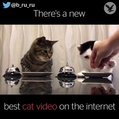 Two funny cats ringing bell for food