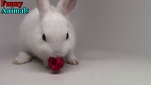 Funny Rabbit Video - Funny Baby Bunny Rabbit Videos Compilation - Cute Rabbits