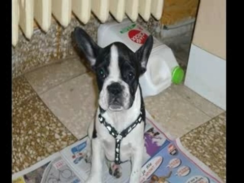 chien bouledogue francais Cassy ma chienne que j'adore