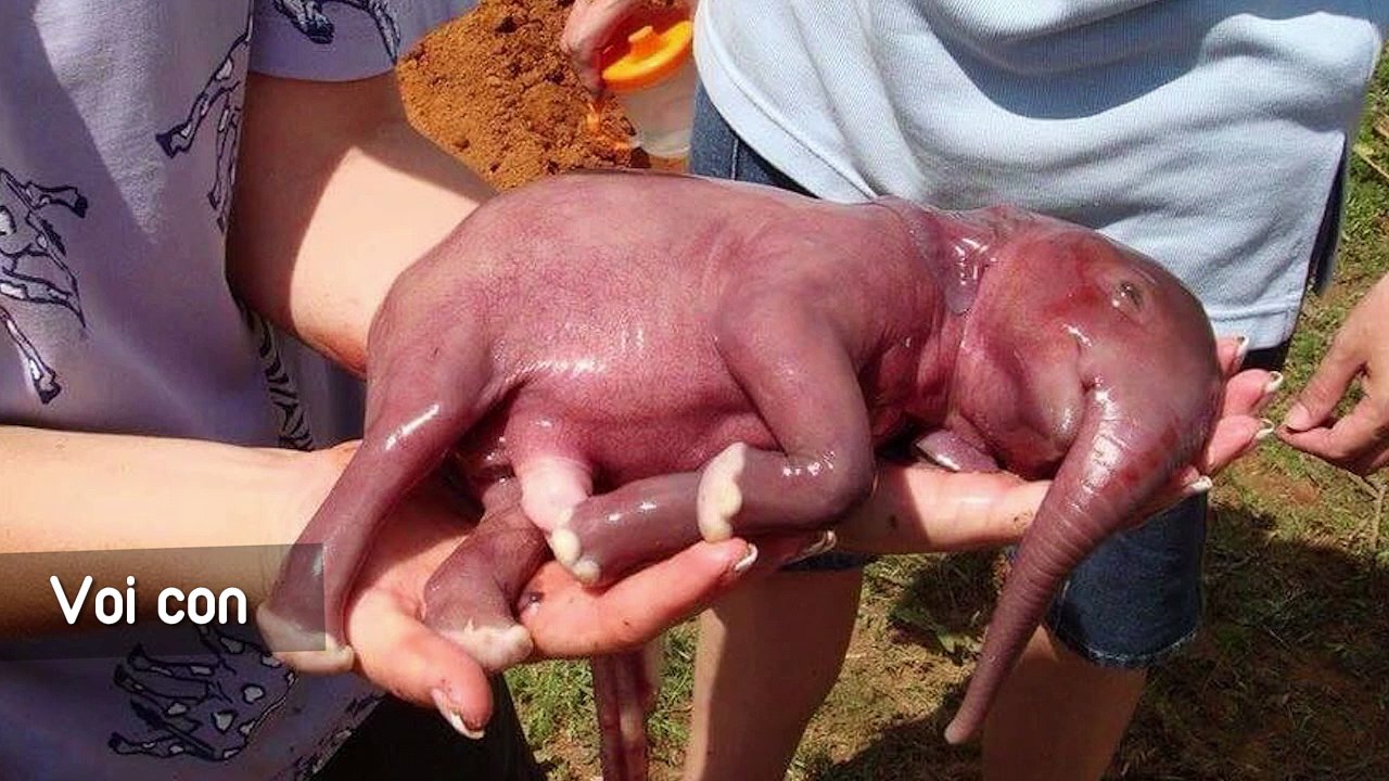 Khoảnh khắc chào đời dễ cưng hết nấc của các loài động vật