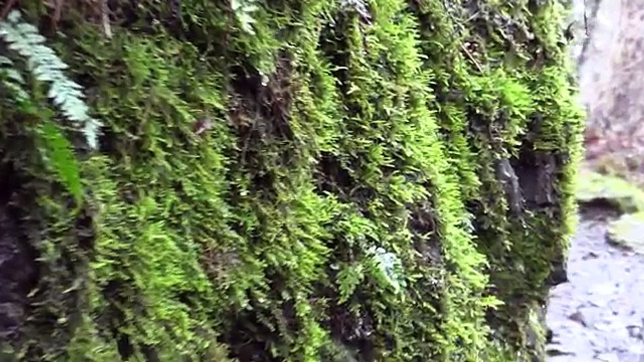 Chasing Waterfalls in Oregon - Historic Columbia River Hwy