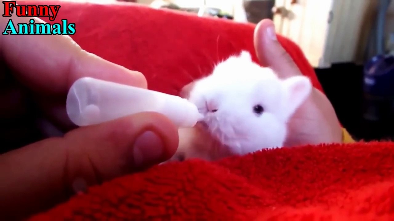 Funny Rabbit Video - Funny Baby Bunny Rabbit Videos Compilation - Cute Rabbits