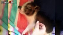 Best Funny Videos - Cute Micro Pig - A Cute Mini Pig Videos Compilation 2015