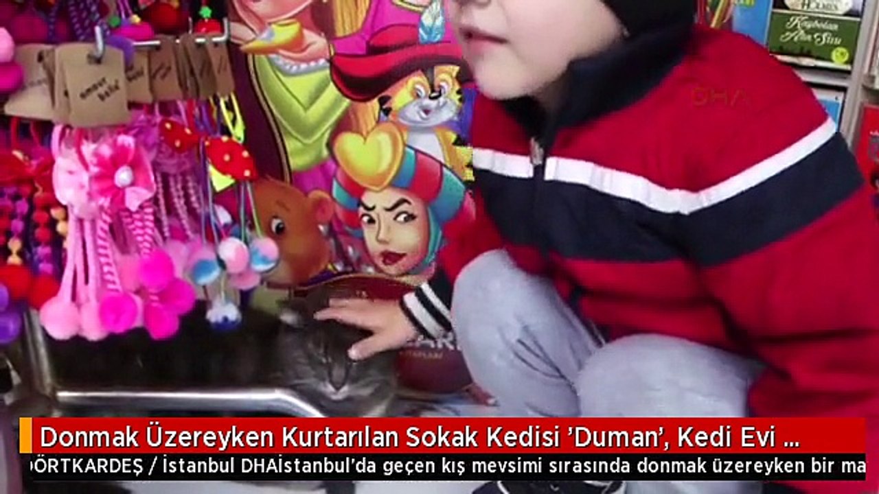 Donmak Üzereyken Kurtarılan Sokak Kedisi 'Duman', Kedi Evi Projesine İlham Kaynağı Oldu