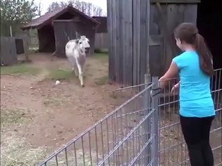 Olha a reação do burro ao ver menina que o criou