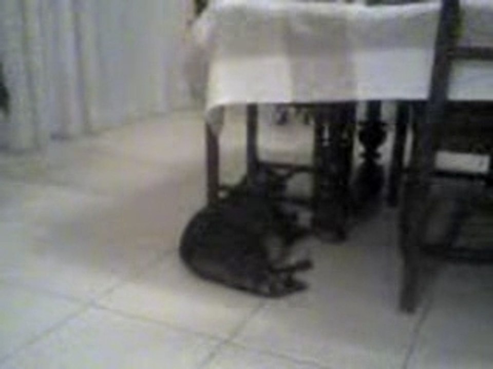 Chat debile (mon chat)