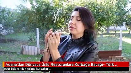 Adana'dan Dünyaca Ünlü Restoranlara Kurbağa Bacağı- Türk Mutfağında Yeri Yok Ama Dünya Onu Talep...