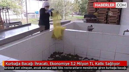 Kurbağa Bacağı İhracatı, Ekonomiye 3,2 Milyon TL Katkı Sağlıyor