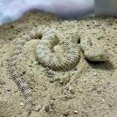 When the teacher asks who is presenting next