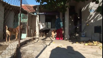 Kredi çekti, Arabasını Satıp Hayatını Köpeklere Adadı