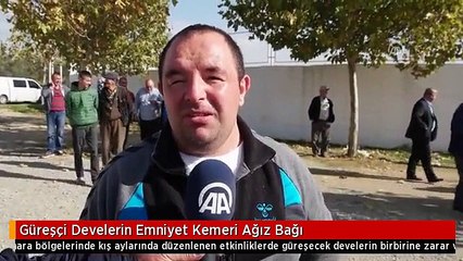 Güreşçi Develerin Emniyet Kemeri Ağız Bağı