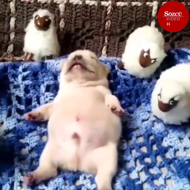 Sadece müzik eşliğinde uyuyabilen köpek