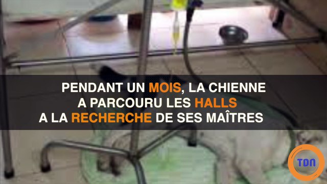 Une petite chienne a eu le coeur brisé et en est morte