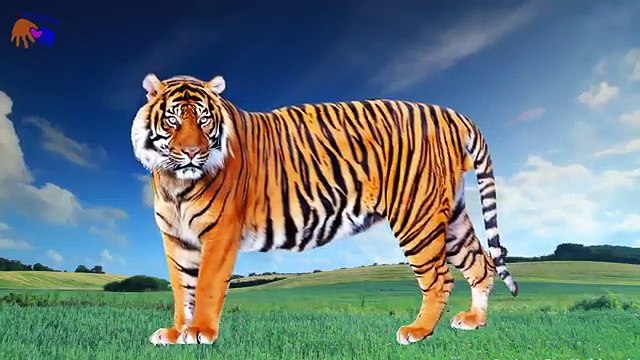 KIDS Fun Trip to Rainforest Animals Children Learning Toys for Kids Video Handplaytv