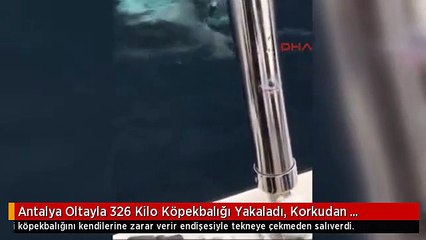 Antalya Oltayla 326 Kilo Köpekbalığı Yakaladı, Korkudan Tekneye Çekemedi