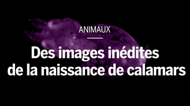Au microscope, des images inédites de la naissance de calamars