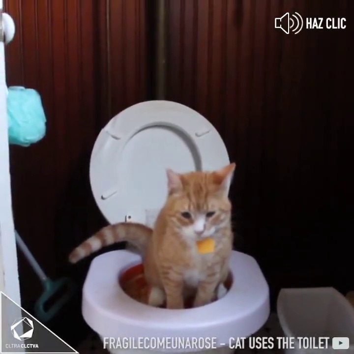 Apprendre à son chat a faire ses besoins aux toilettes