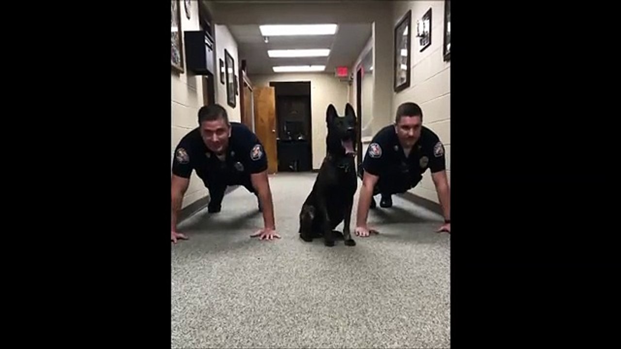 On parie que vous n'aviez jamais vu de chien faire de pompe auparavant