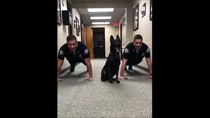 On parie que vous n'aviez jamais vu de chien faire de pompe auparavant
