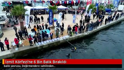 İzmit Körfezi'ne 6 Bin Balık Bırakıldı