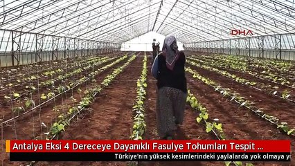 Antalya Eksi 4 Dereceye Dayanıklı Fasulye Tohumları Tespit Edildi